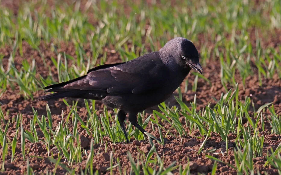 La prolifération des choucas des tours : une menace pour l'agriculture bretonne