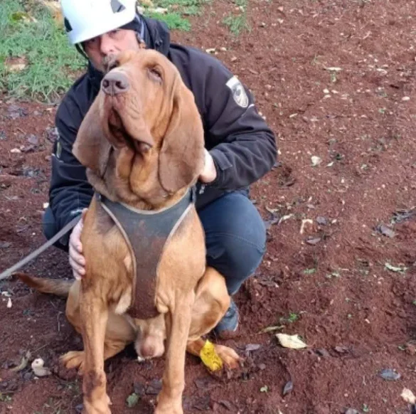 Le courageux chien de sauvetage italien Bruno est tué dans un acte barbare