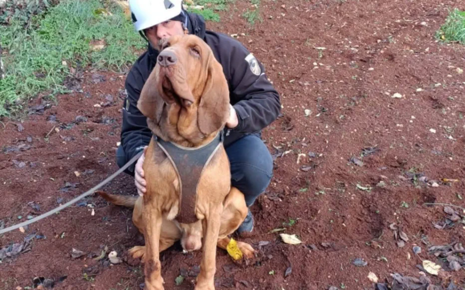Le courageux chien de sauvetage italien Bruno est tué dans un acte barbare