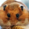 Le Covid-19 peut affecter négativement la santé mentale et cognitive selon une étude sur les hamsters