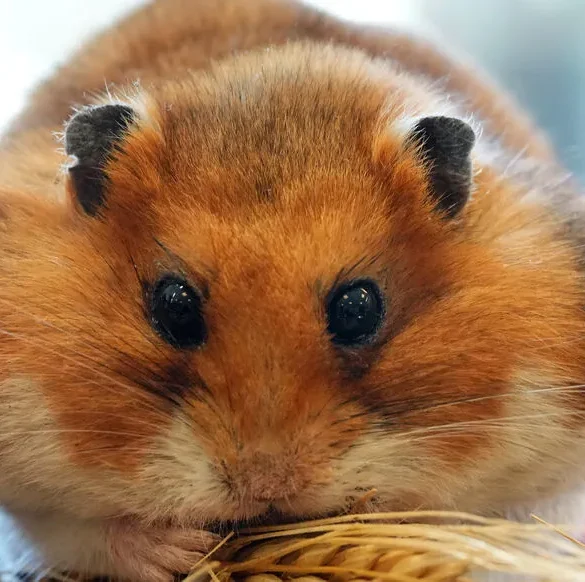 Le Covid-19 peut affecter négativement la santé mentale et cognitive selon une étude sur les hamsters