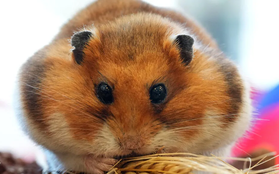Le Covid-19 peut affecter négativement la santé mentale et cognitive selon une étude sur les hamsters