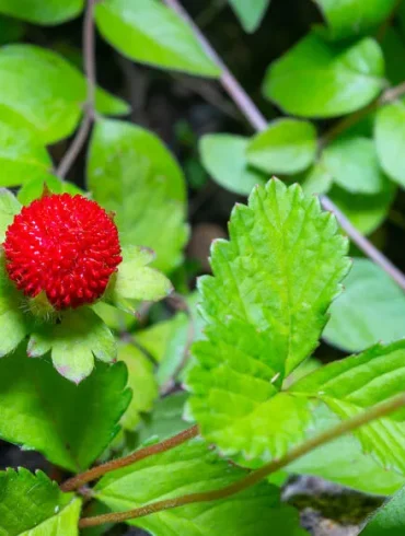 Le faux fraisier : ne vous laissez pas berner par son apparence !