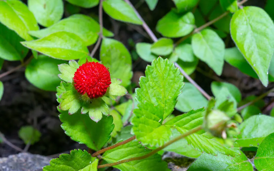 Le faux fraisier : ne vous laissez pas berner par son apparence !