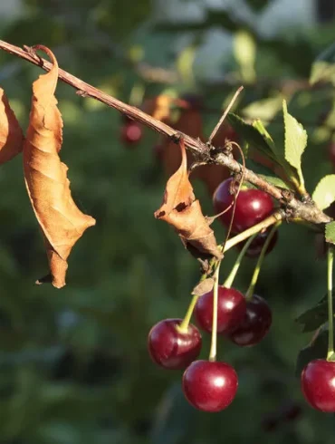 Le feu bactérien : un fléau pour les vergers