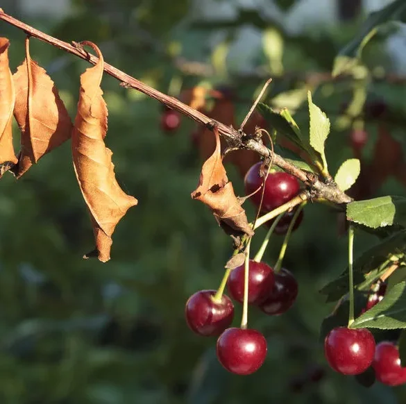 Le feu bactérien : un fléau pour les vergers