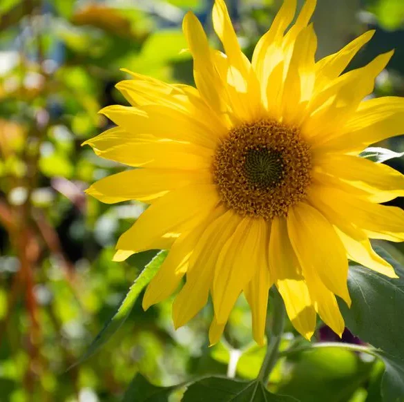 Le pouvoir ombragé des plantes : un atout pour les jardiniers