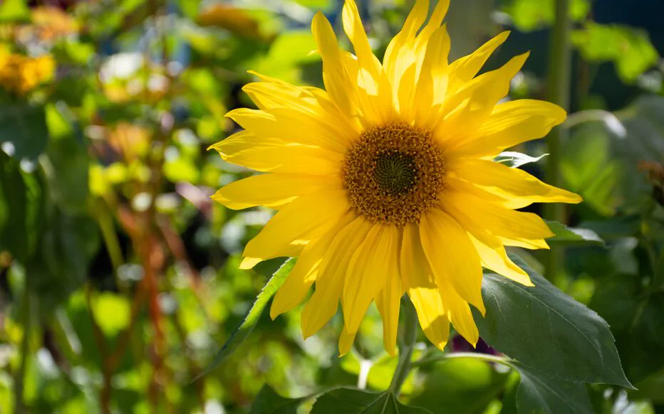 Le pouvoir ombragé des plantes : un atout pour les jardiniers