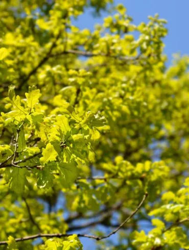 Les effets de la sécheresse sur l'écosystème forestier : une menace pour l'épicéa et le hêtre