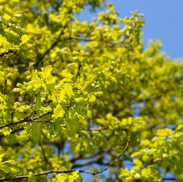 Les effets de la sécheresse sur l'écosystème forestier : une menace pour l'épicéa et le hêtre