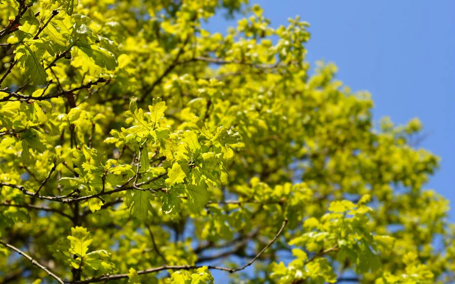 Les effets de la sécheresse sur l'écosystème forestier : une menace pour l'épicéa et le hêtre