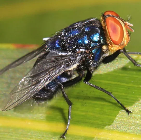 Les États-Unis s'attaquent frontalnie aux larves « mangeuses de chair » avec des mouches !
