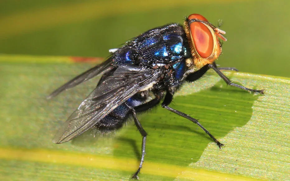 Les États-Unis s'attaquent frontalnie aux larves « mangeuses de chair » avec des mouches !