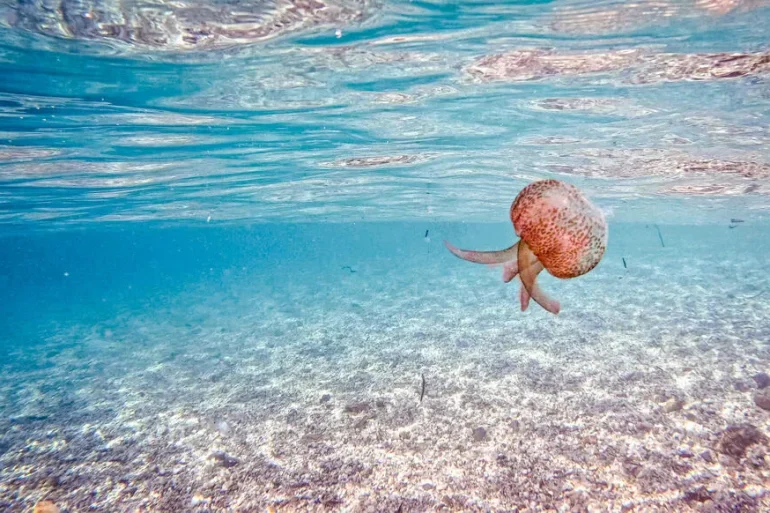 Les physalies font des vagues sur la côte basque