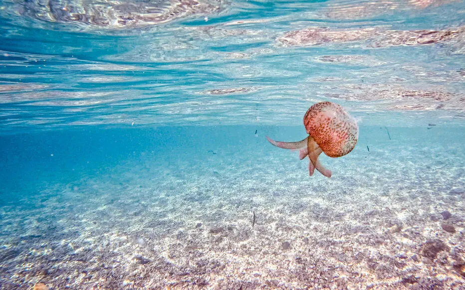 Les physalies font des vagues sur la côte basque