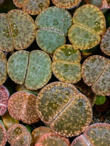 Les plantes-bijoux : des succulentes à la feuille graphique et aux couleurs surprenantes