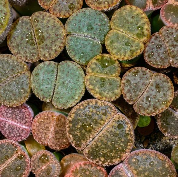 Les plantes-bijoux : des succulentes à la feuille graphique et aux couleurs surprenantes