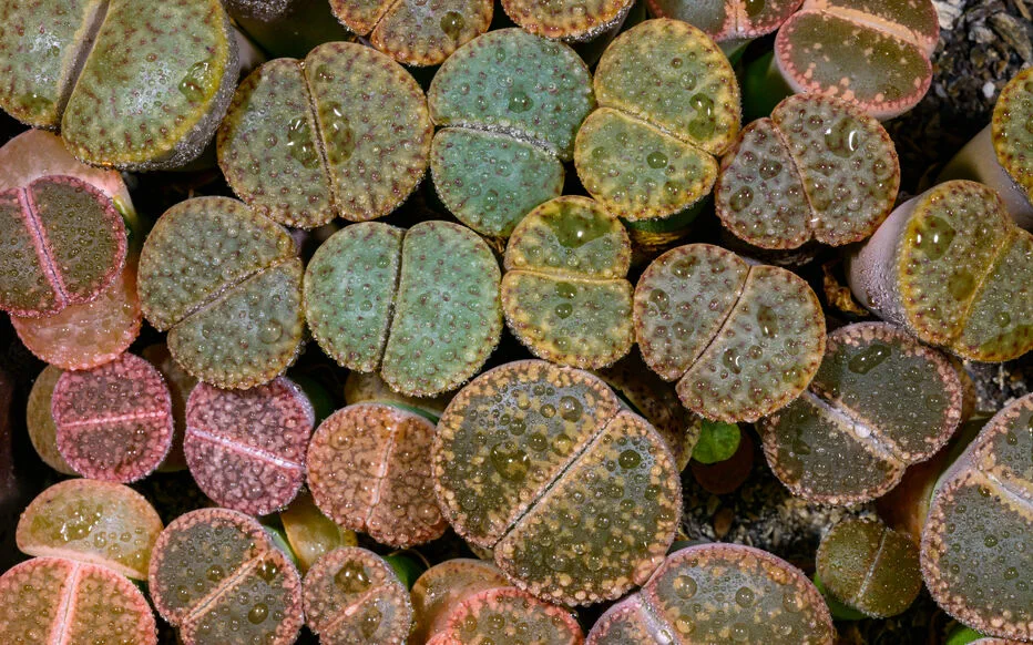 Les plantes-bijoux : des succulentes à la feuille graphique et aux couleurs surprenantes
