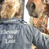 Mutilation de chevaux : une campagne tranquille sous le choc