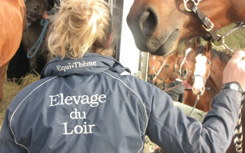 Mutilation de chevaux : une campagne tranquille sous le choc