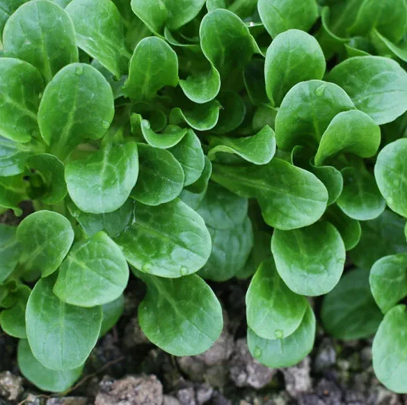 Optimisez votre potager avec ces semis d'été