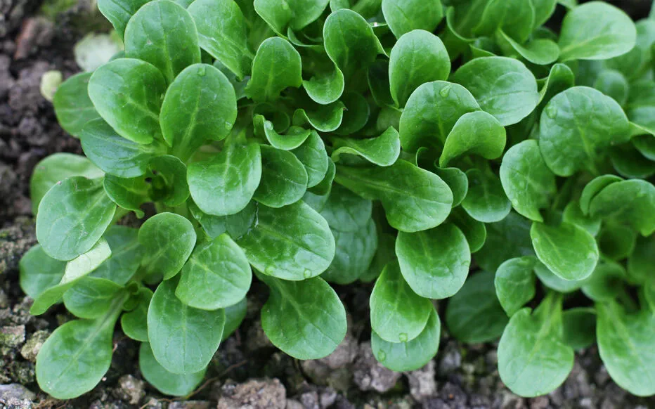 Optimisez votre potager avec ces semis d'été
