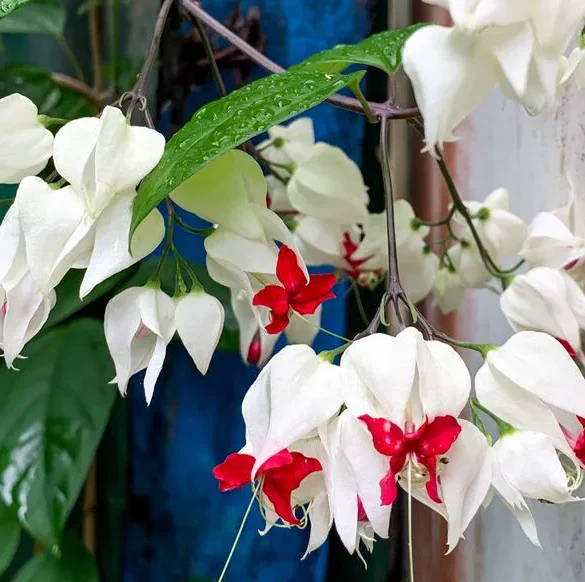 Plantes d'intérieur : raconter une histoire avec des œuvres végétales