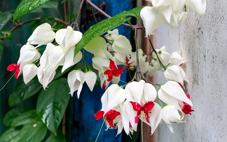 Plantes d'intérieur : raconter une histoire avec des œuvres végétales