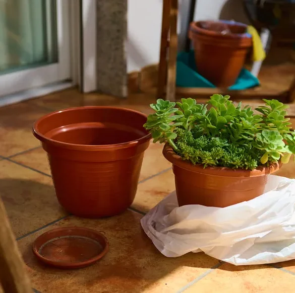 PlantHeath4Life : Sensibilisation aux risques liés au transport de plantes