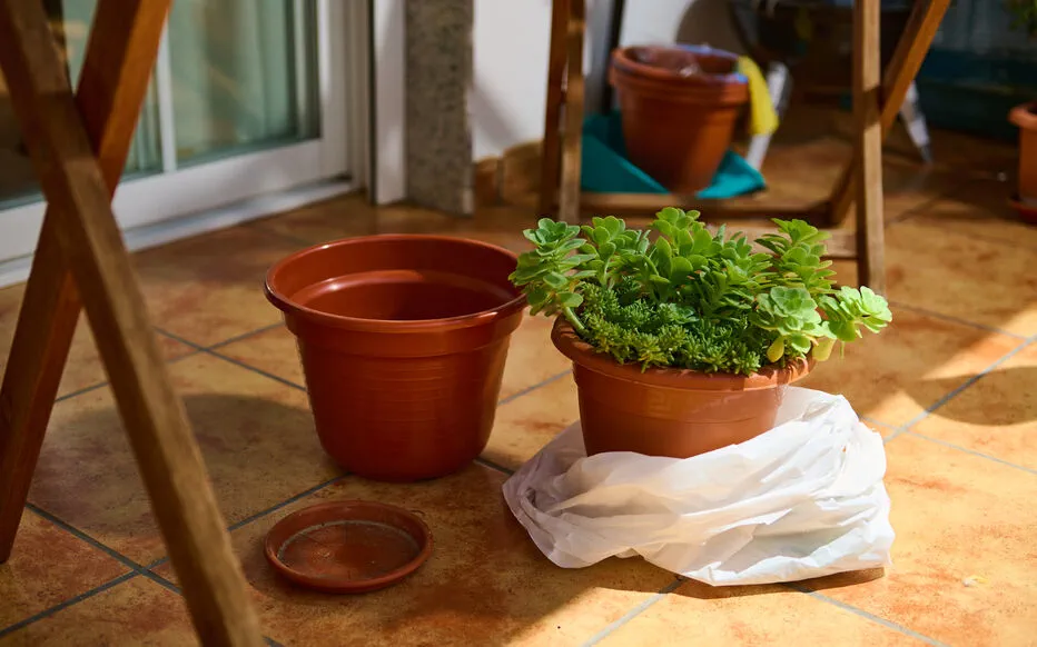 PlantHeath4Life : Sensibilisation aux risques liés au transport de plantes