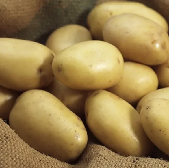 Potato Monalisa : La Variété Facile à Cultiver pour les Jardiniers Amateurs