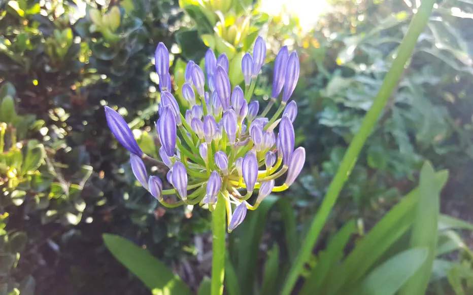 Pourquoi l'agapanthe ne fleurit-elle pas ?