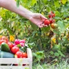 Préparer son absence pour s'assurer que son potager est entre de bonnes mains