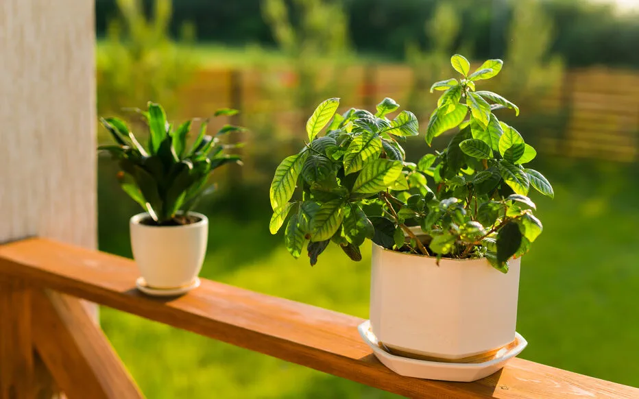 Protéger les plantes en pot pendant la canicule : des gestes simples pour atténuer ses effets