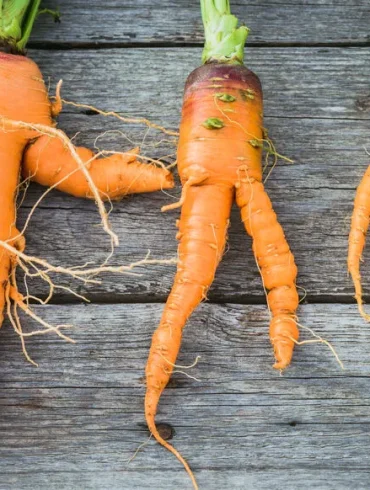 Réduire le gaspillage alimentaire : transformer les « moches » des légumes en cuisine