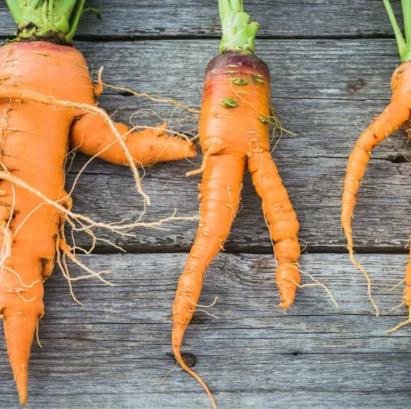 Réduire le gaspillage alimentaire : transformer les « moches » des légumes en cuisine