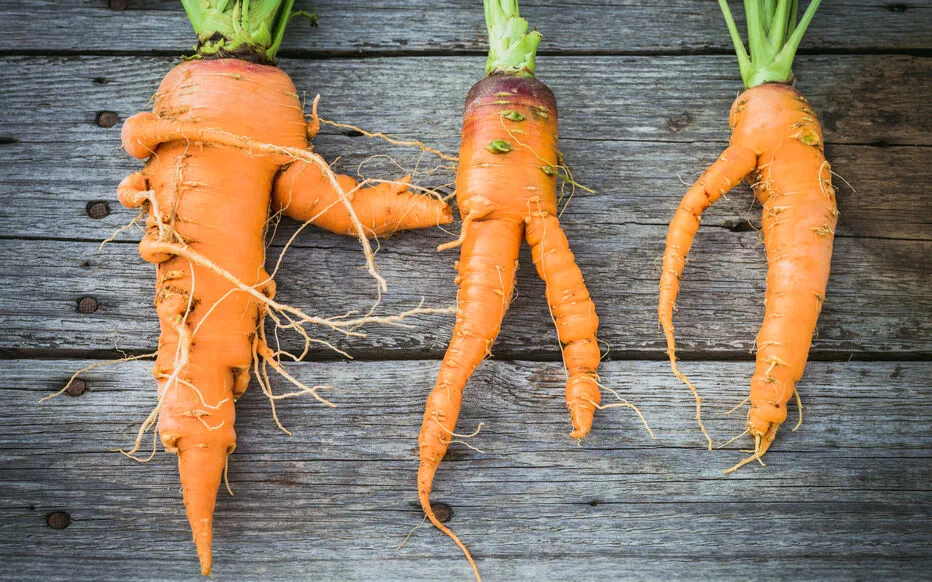 Réduire le gaspillage alimentaire : transformer les « moches » des légumes en cuisine