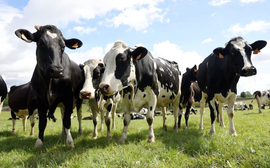 Sept foyers de dermatose nodulaire contagieuse confirmés en Savoie et en Haute-Savoie