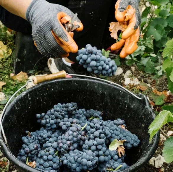 Trois condamnations pour exploitation pendant la récolte dans un vignoble de Champagne