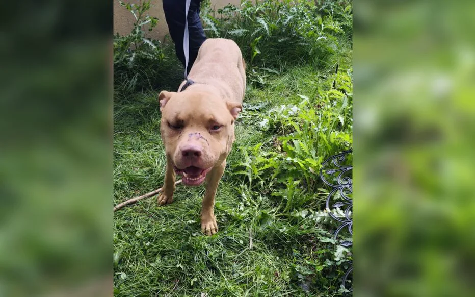 Un Guyanais de 25 ans incarcéré pour actes de torture sur ses chiens