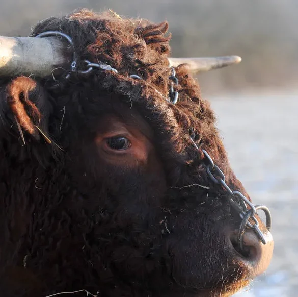 Un taureau voleur semant la panique en Corse