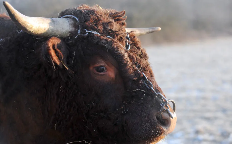 Un taureau voleur semant la panique en Corse