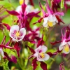 7 plantes sauvages qui ajouteront de la beauté et de l'intérêt à votre jardin