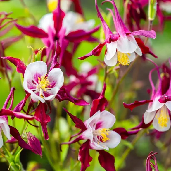 7 plantes sauvages qui ajouteront de la beauté et de l'intérêt à votre jardin