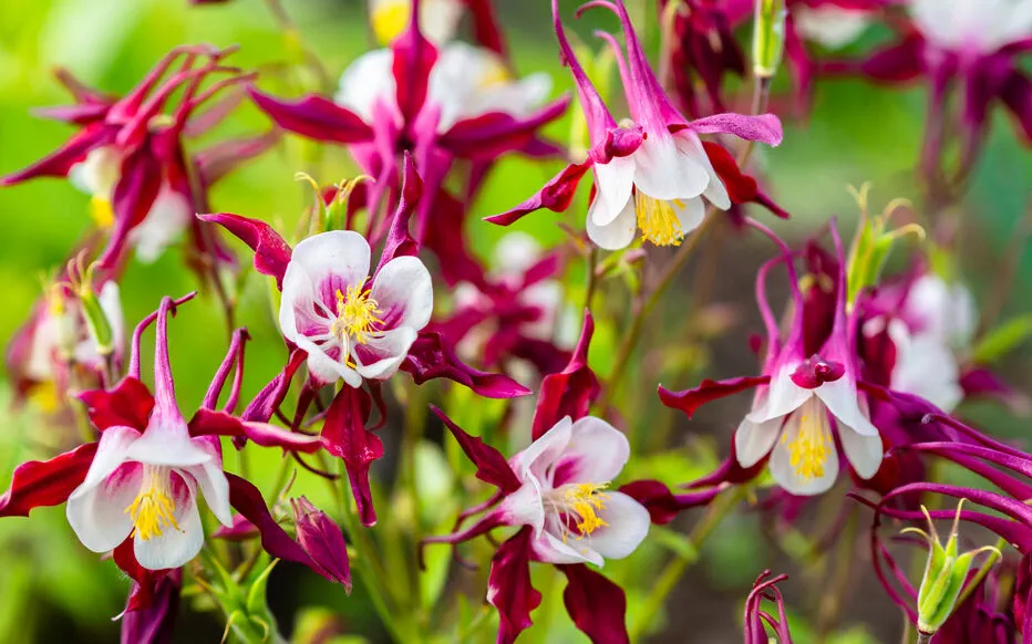 7 plantes sauvages qui ajouteront de la beauté et de l'intérêt à votre jardin