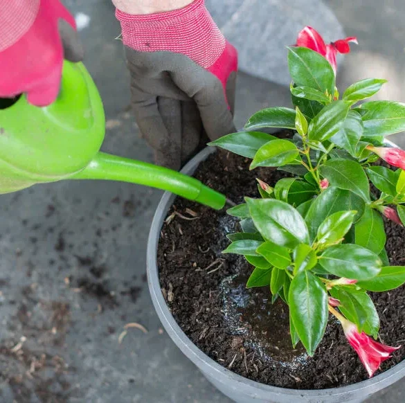 Astuce simple pour purifier l'eau de vos plantes