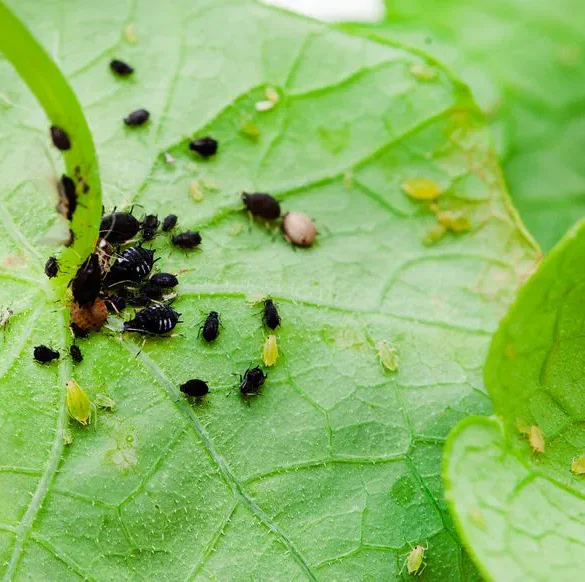 Attirez les pucerons loin de vos tomates avec des capucines !