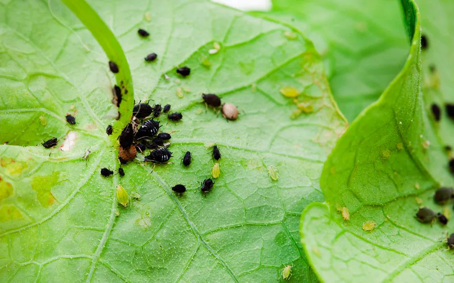 Attirez les pucerons loin de vos tomates avec des capucines !