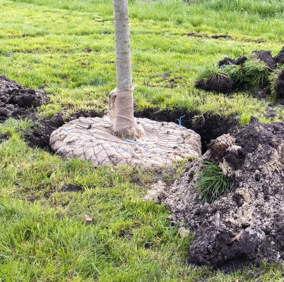 Comment transplanter un arbre : la technique du cernage