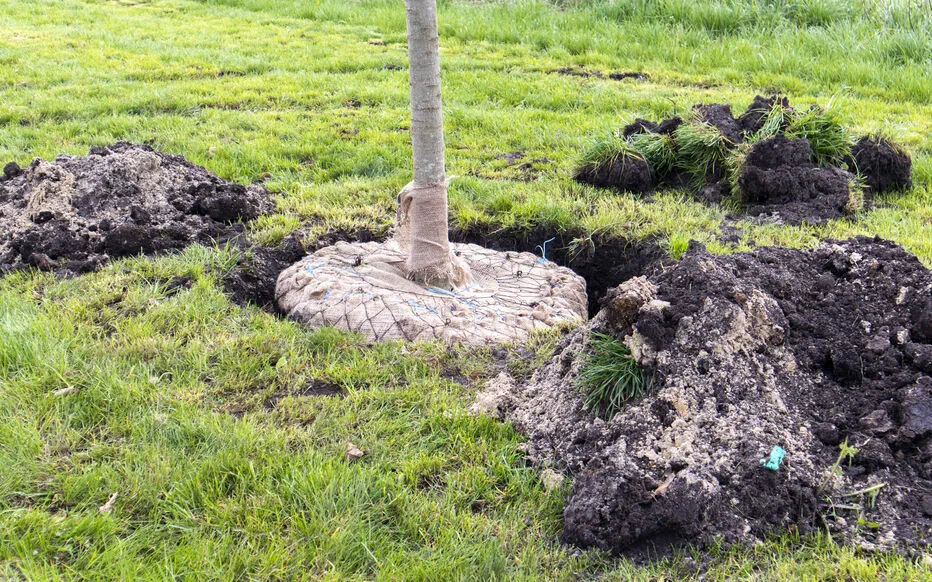 Comment transplanter un arbre : la technique du cernage